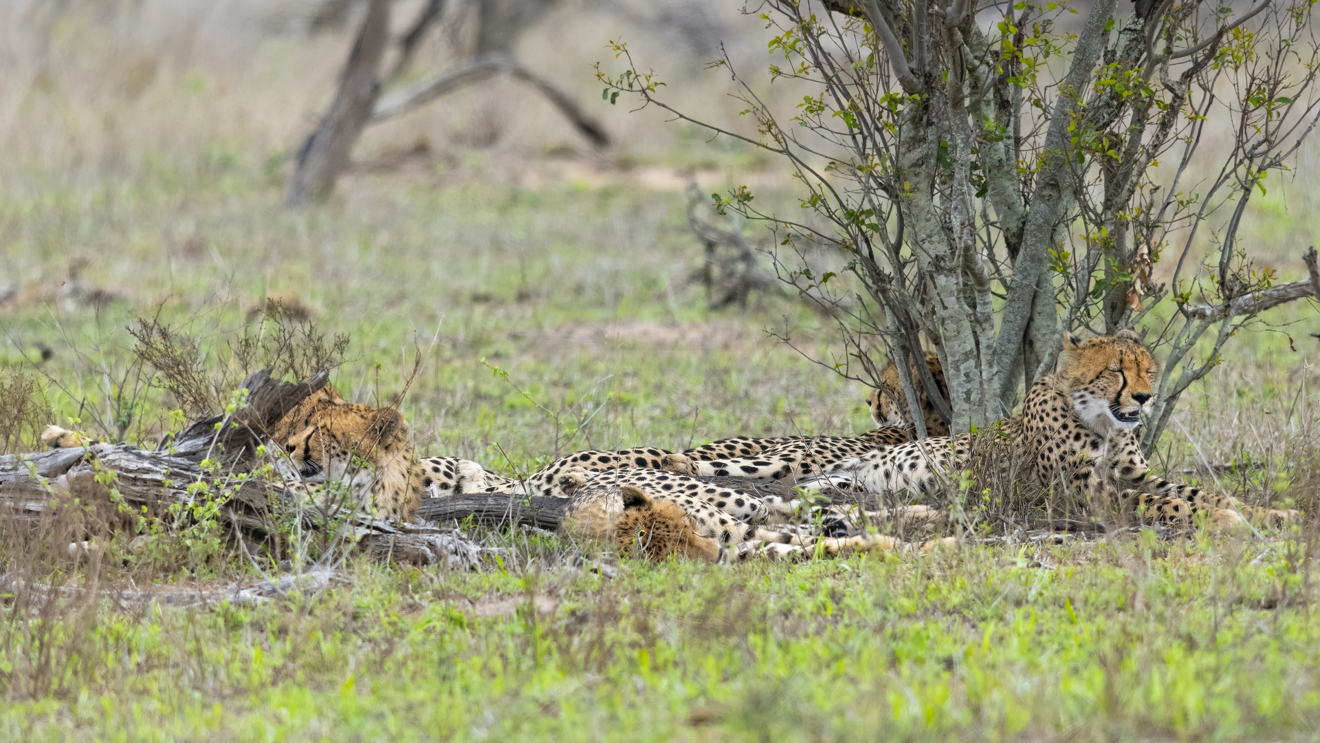 Kruger25 2025 10 31 13 15 49 ILCE 1M2 1408